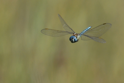 Insectes Aeschne affine (Aeschna affinis)