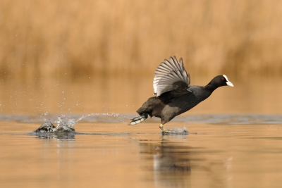 Oiseaux Foulque macroule (Fulica atra)