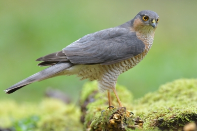 Oiseaux Épervier d\'Europe (Accipiter nisus)