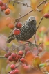 Oiseaux Etourneau sansonnet (Sturnus vulgaris)