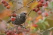 Oiseaux Etourneau sansonnet (Sturnus vulgaris)
