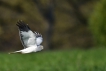 Oiseaux Busard Saint-Martin (Circus cyaneus)