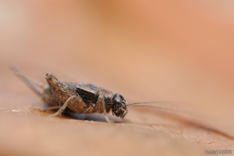 Photo Insectes