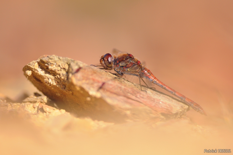 Photo Insectes