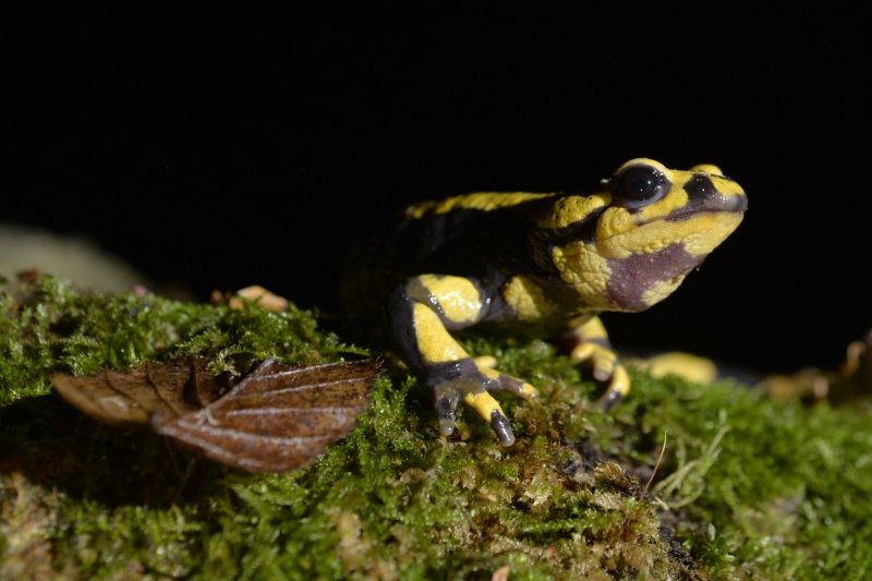 Photo Amphibiens Salamandre tachetée (Salamandra salamandra)
