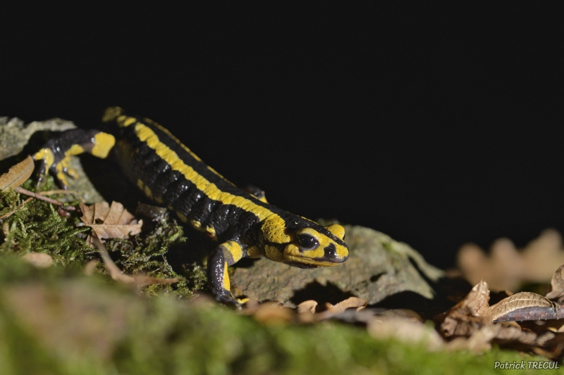 Photo Amphibiens Salamandre tachetée (Salamandra salamandra)