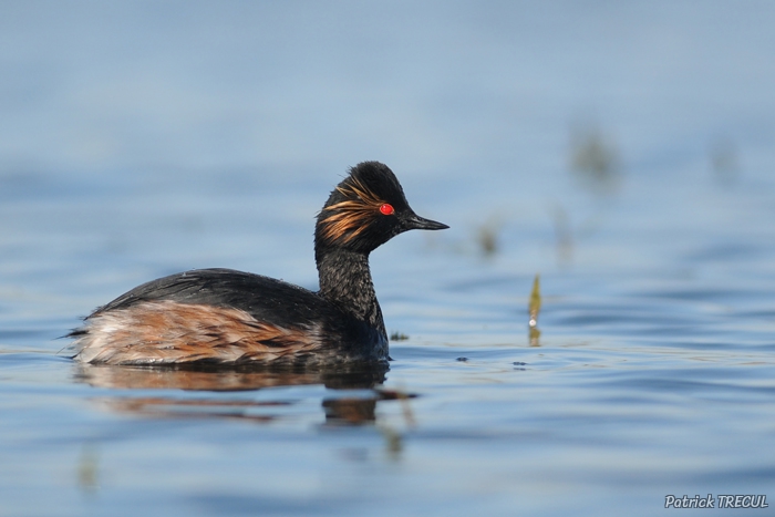 Photo Oiseaux