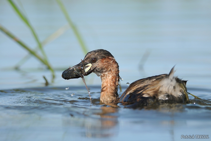 170314_grebe_castagneux_avec_ecrevisse_.JPG