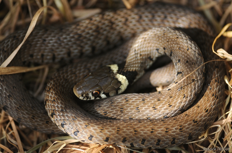Photo Reptiles Couleuvre Collier Natrix Natrix 