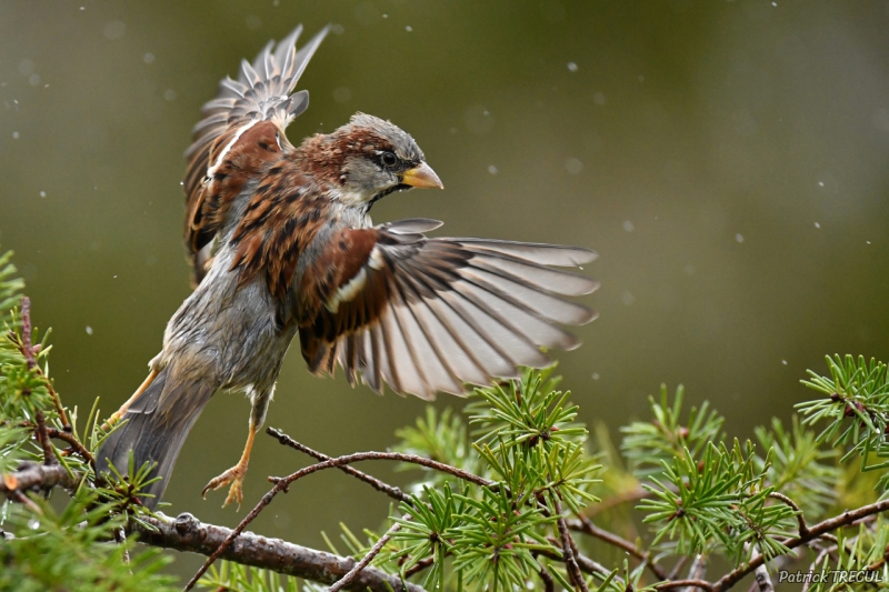 Photo Oiseaux Moineau domestique (Passer domesticus) mâle