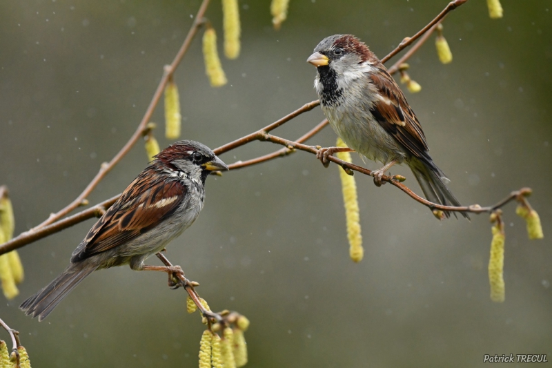 Photo Oiseaux Moineau domestique (Passer domesticus)