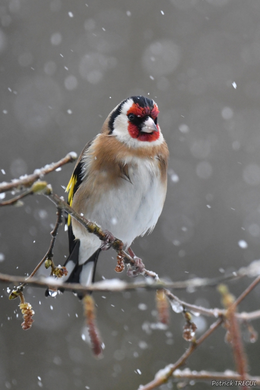 Photo Oiseaux Chardonneret élégant (Carduelis carduelis)