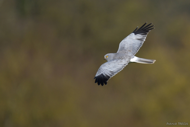 Photo Oiseaux Busard Saint-Martin (Circus cyaneus)