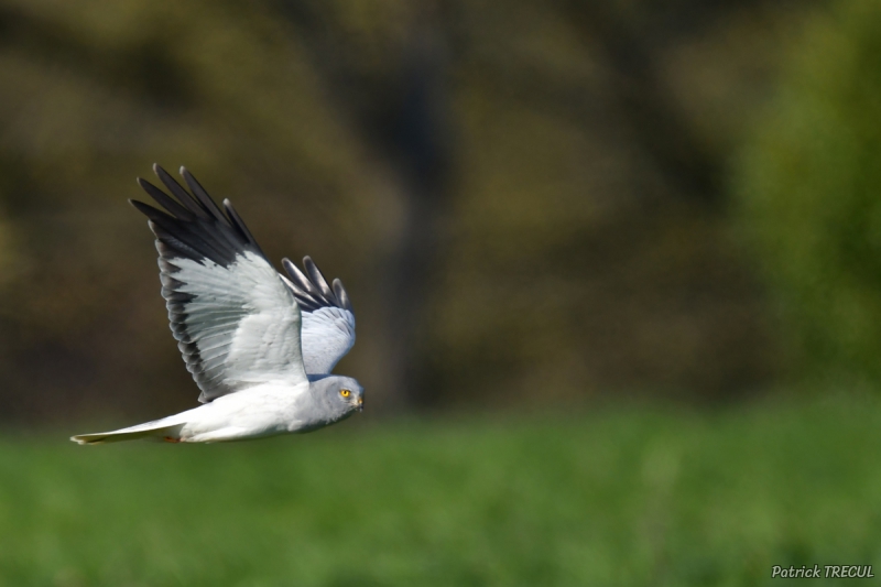Photo Oiseaux Busard Saint-Martin (Circus cyaneus)