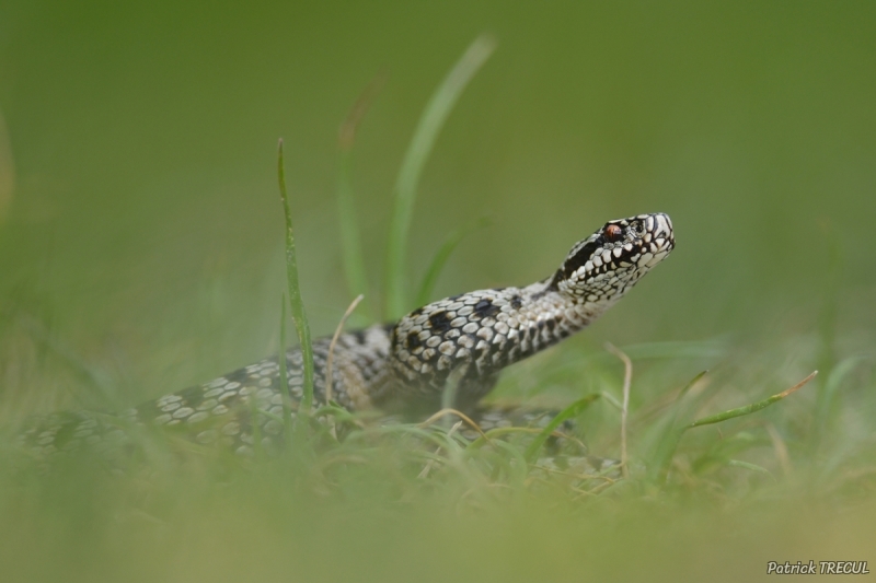 Photo Reptiles Vipère péliade (Vipera berus)