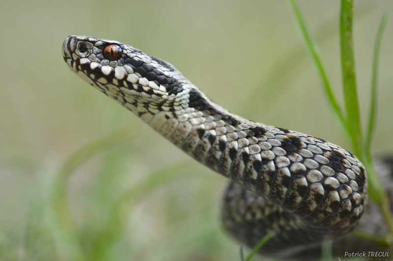 Photo Reptiles Vipère péliade (Vipera berus)