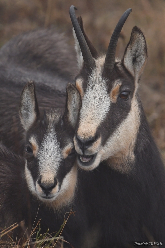 Photo Mammifères Chamois (Rupicapra rupicapra)