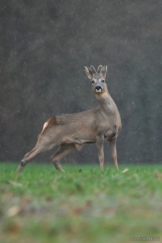 Photo Mammifères Chevreuil (Capreolus capreolus)