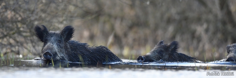 Photo Mammifères Sanglier (Sus scrofa)
