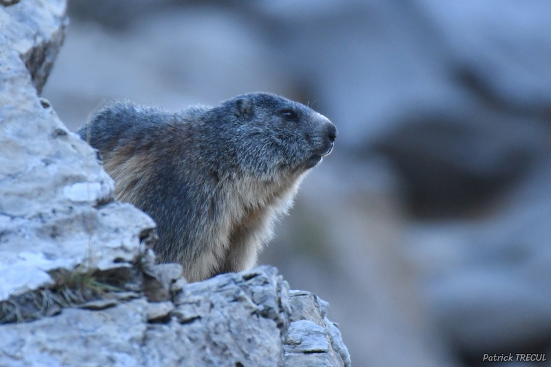 Photo Mammifères Marmotte (Marmota marmota)