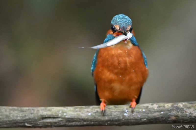 Photo Oiseaux Martin-pêcheur d'Europe (Alcedo atthis)