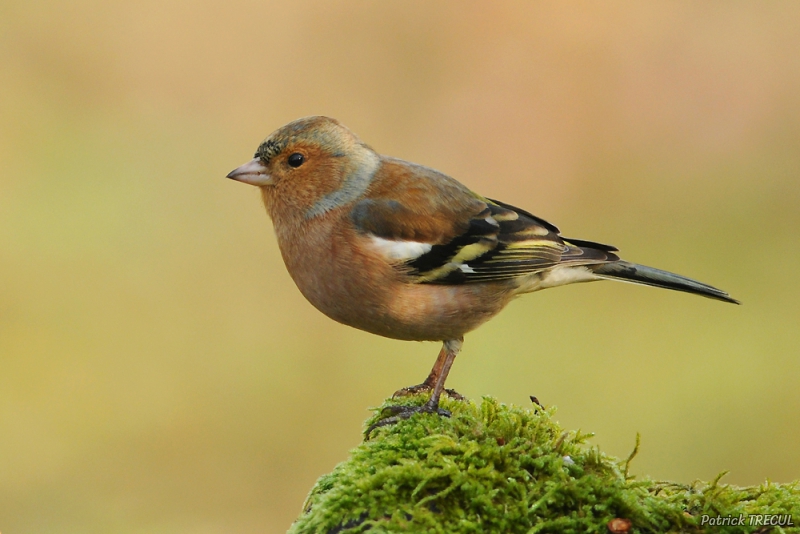 Photo Oiseaux