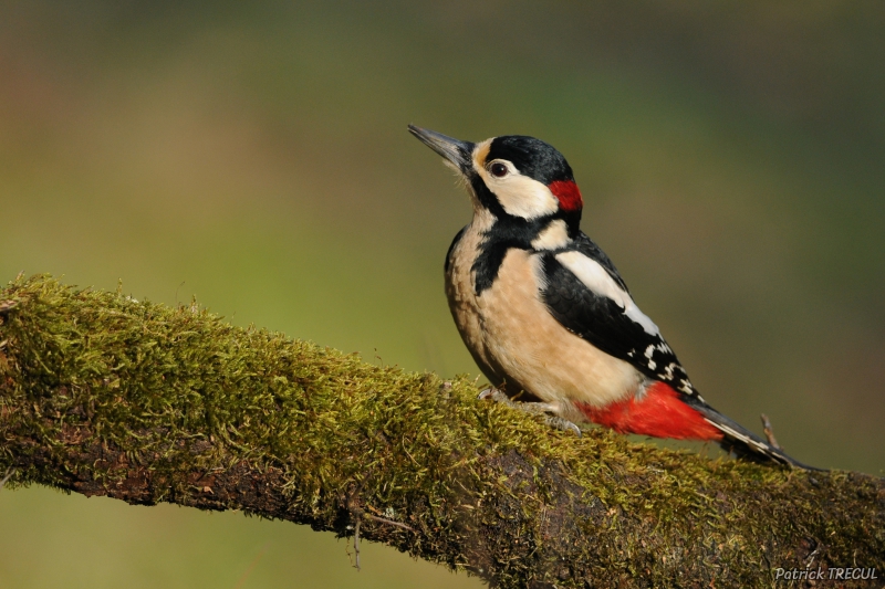 Photo Oiseaux Pic épeiche (Dendrocopos major)