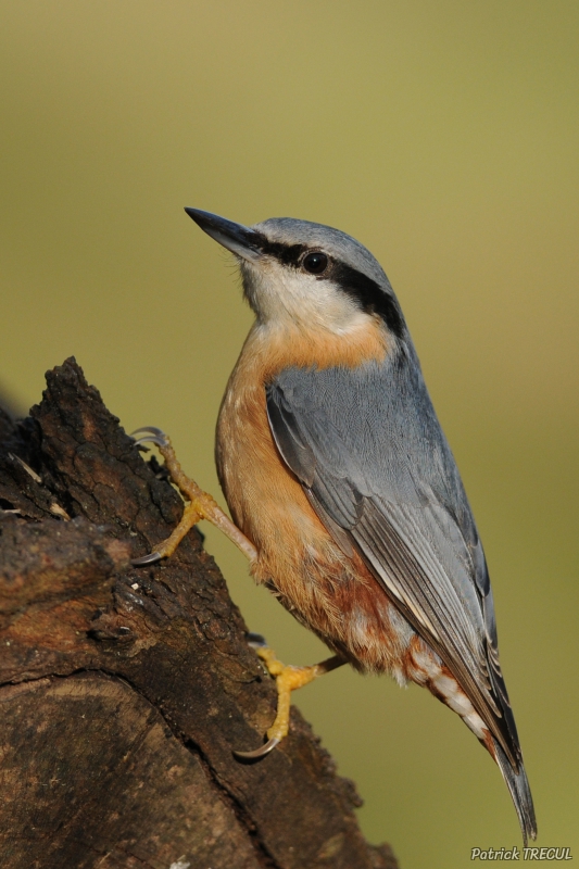 Photo Oiseaux Sittelle torchepot (Sitta europaea)