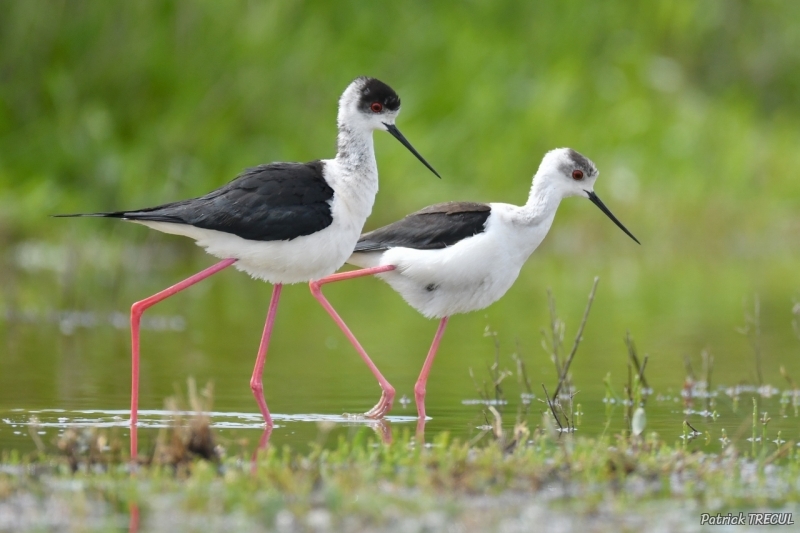 Photo Oiseaux Echasse Blanche (Himantopus himantopus)