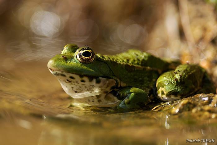 Photo Amphibiens