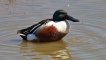 Oiseaux Canard souchet mâle