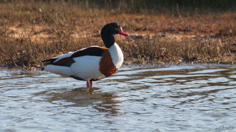 Photo Oiseaux Tadorne de belon