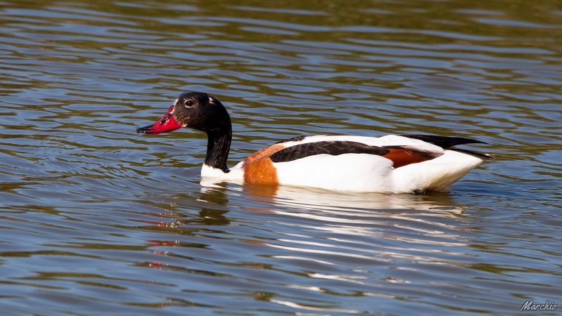 Photo Oiseaux Tadorne de belon