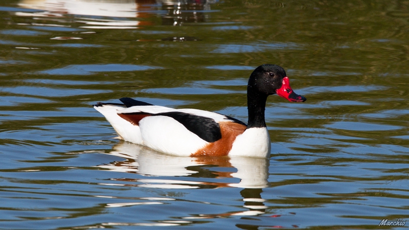 Photo Oiseaux Tadorne de belon
