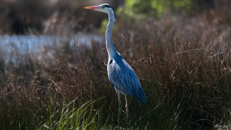 Photo Oiseaux Héron cendré