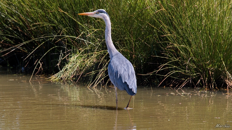 Photo Oiseaux Héron cendré
