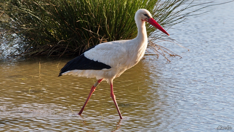Photo Oiseaux Cigogne blanche (Ciconia ciconia)