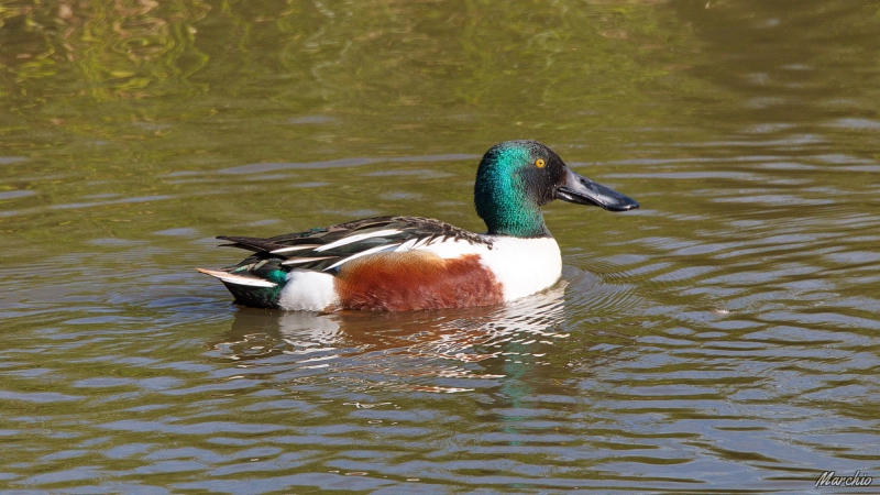 Photo Oiseaux Canard souchet mâle