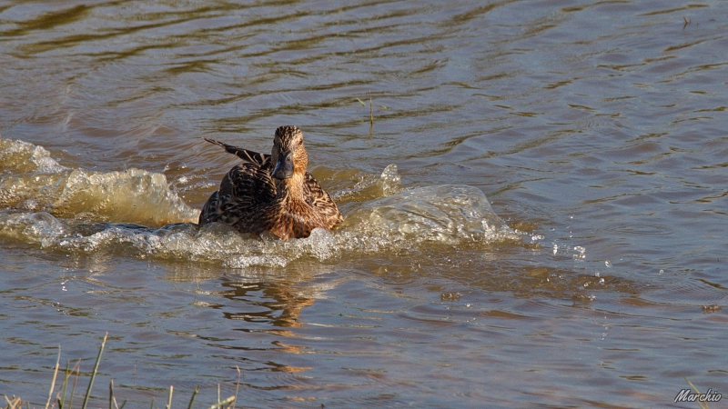 Photo Oiseaux