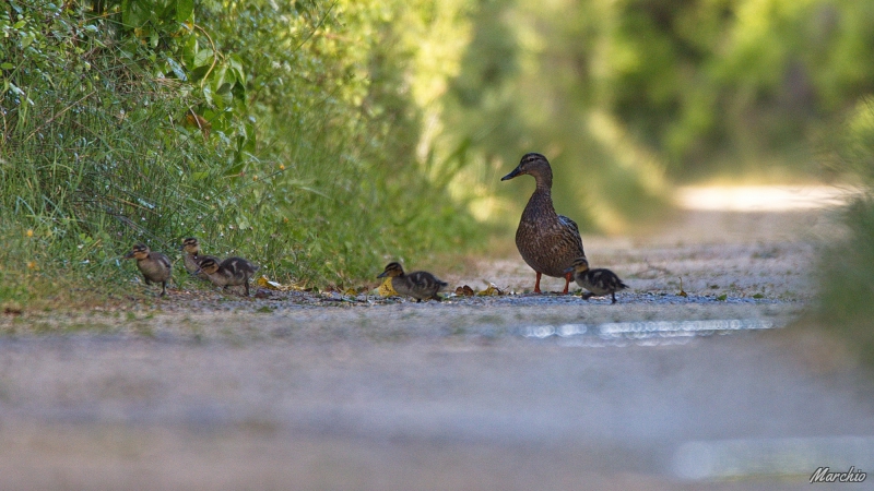 Photo Oiseaux Canard colvert (Anas platyrhynchos)