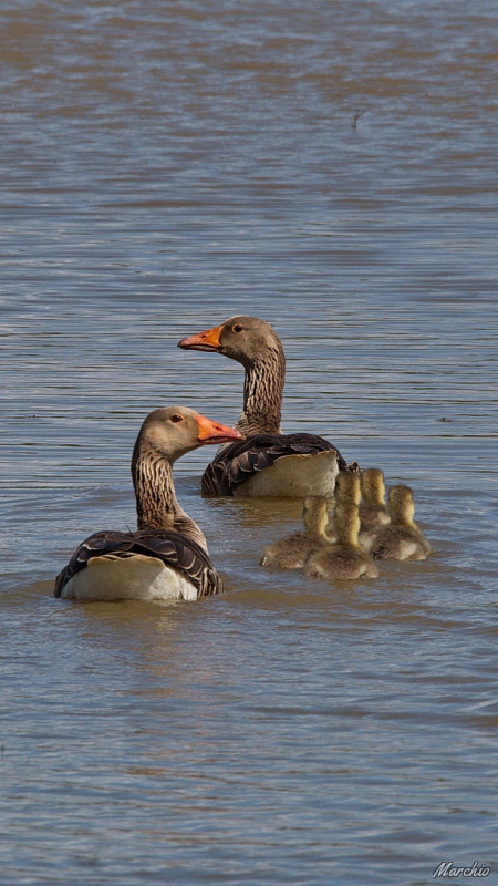 Photo Oiseaux Oie cendrée