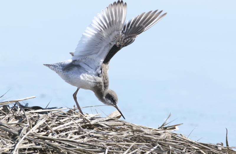 Oiseaux