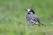 Oiseaux