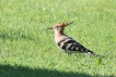 Photo nature