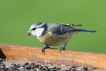 Photo nature