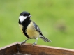 Photo nature
