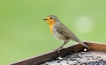 Oiseaux