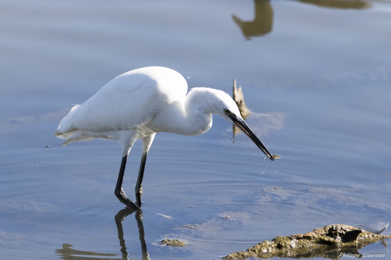 Aigrette_garzette.jpg