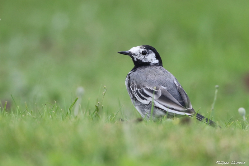 Photo Oiseaux