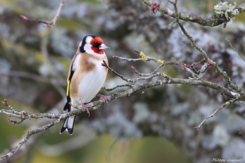 Photo Oiseaux